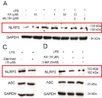 NLRP3 Ab