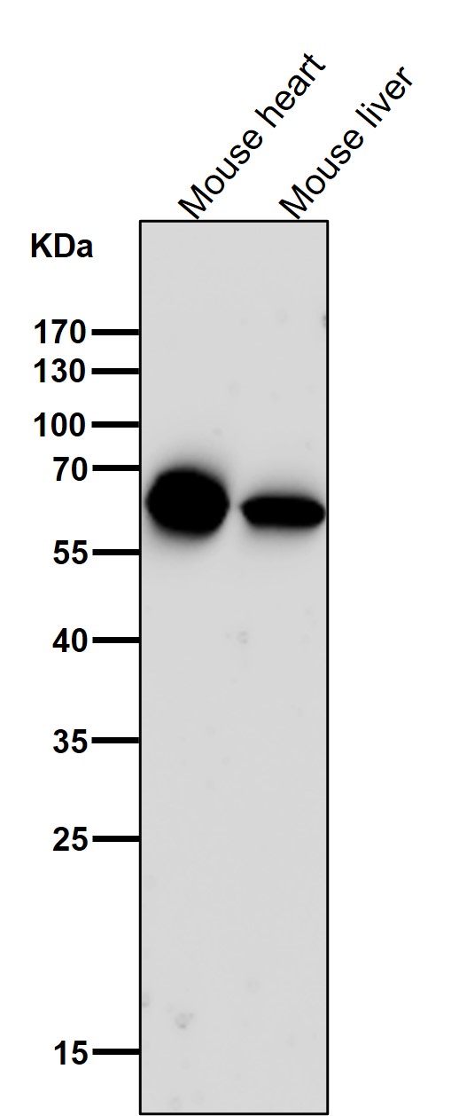 Cytokeratin 5 Ab