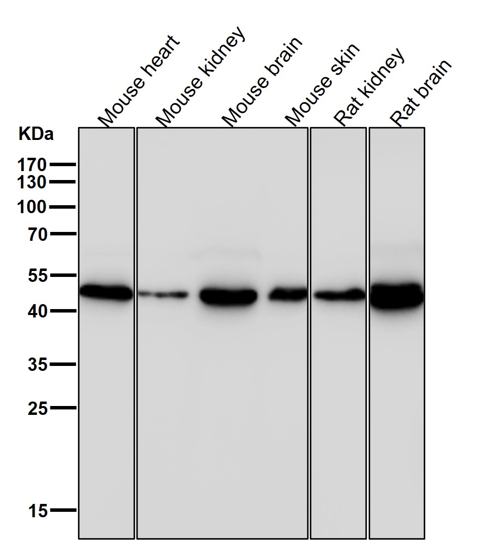 gamma Enolase Ab