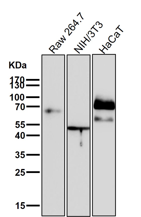 p63 Ab