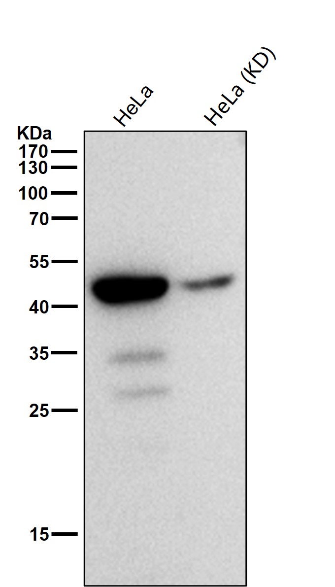 Cleaved-Caspase 9 p35 Ab