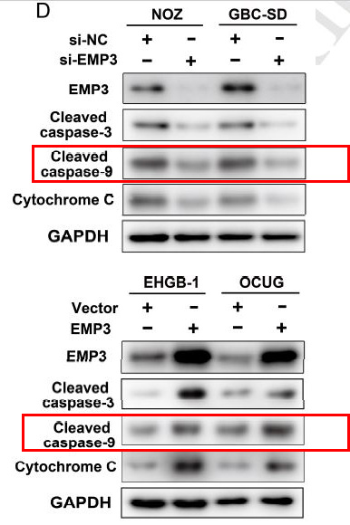 Cleaved-Caspase 9 p35 Ab