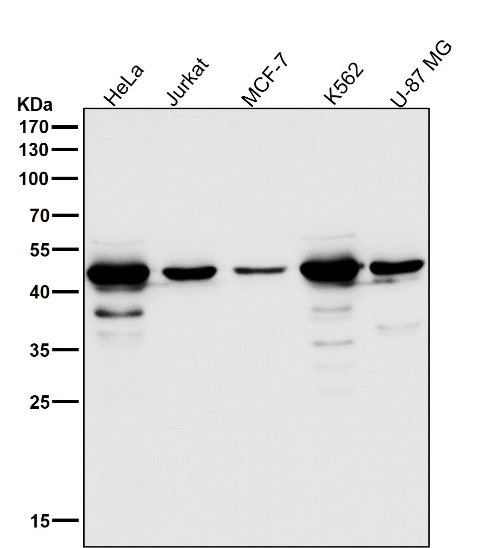 Cleaved-Caspase 9 p35 Ab