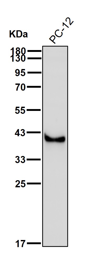 CXCR7 Ab