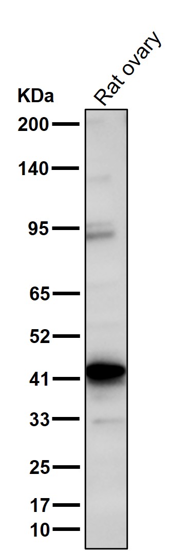 CXCR7 Ab
