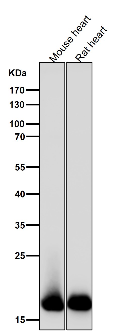 Myosin light chain 2 Ab