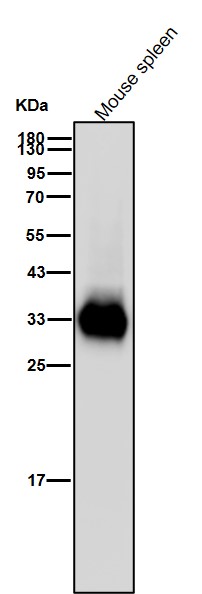 Tryptase 1 Ab