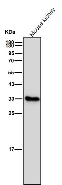 Tryptase 1 Ab