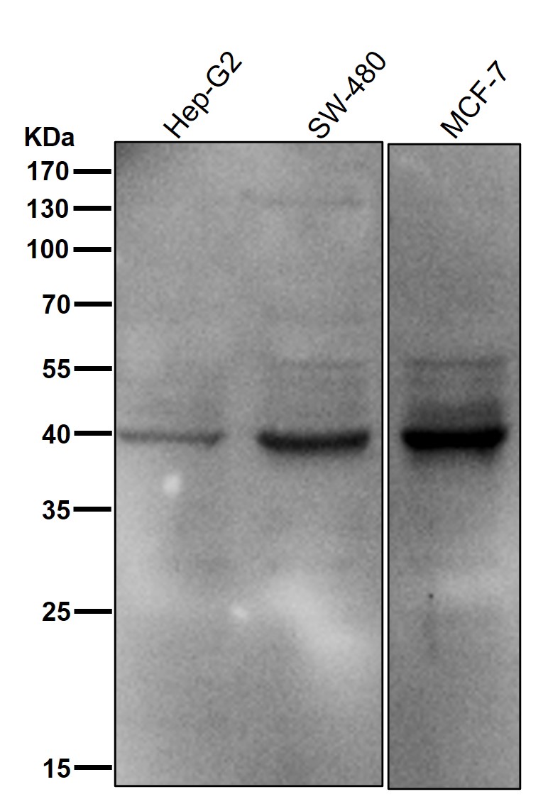 CEBP alpha Ab