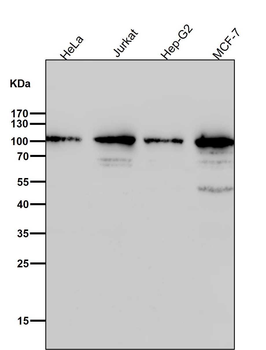 Topoisomerase 1 Ab