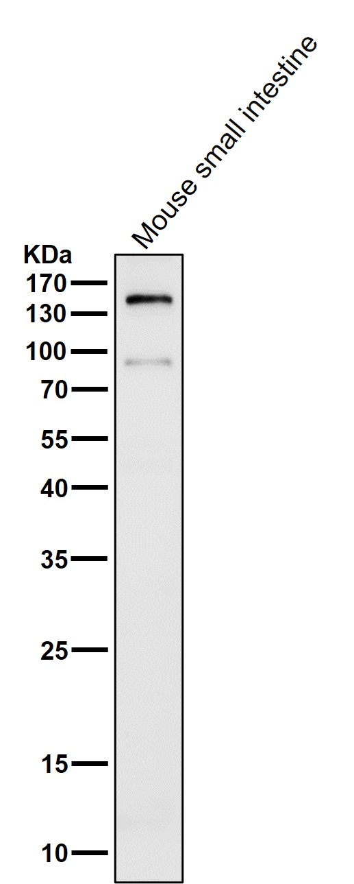 CD13 Ab