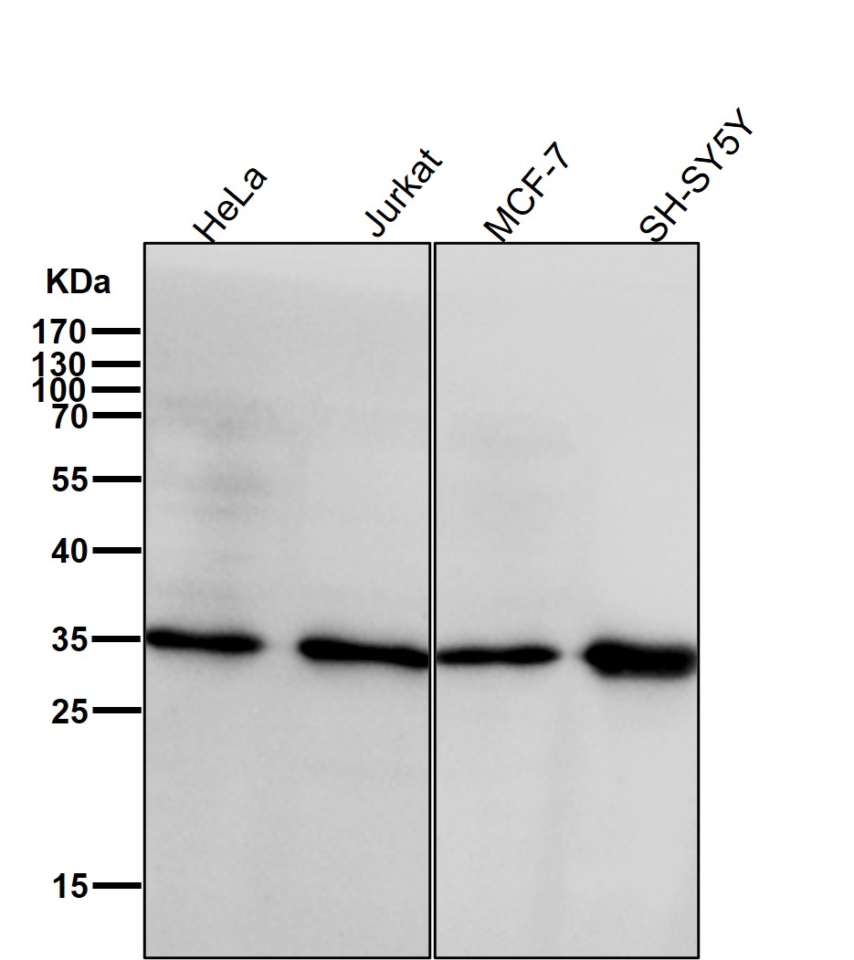 Caspase 3 Ab