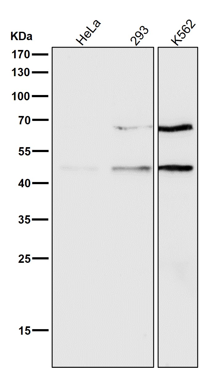 Caspase 9 Ab