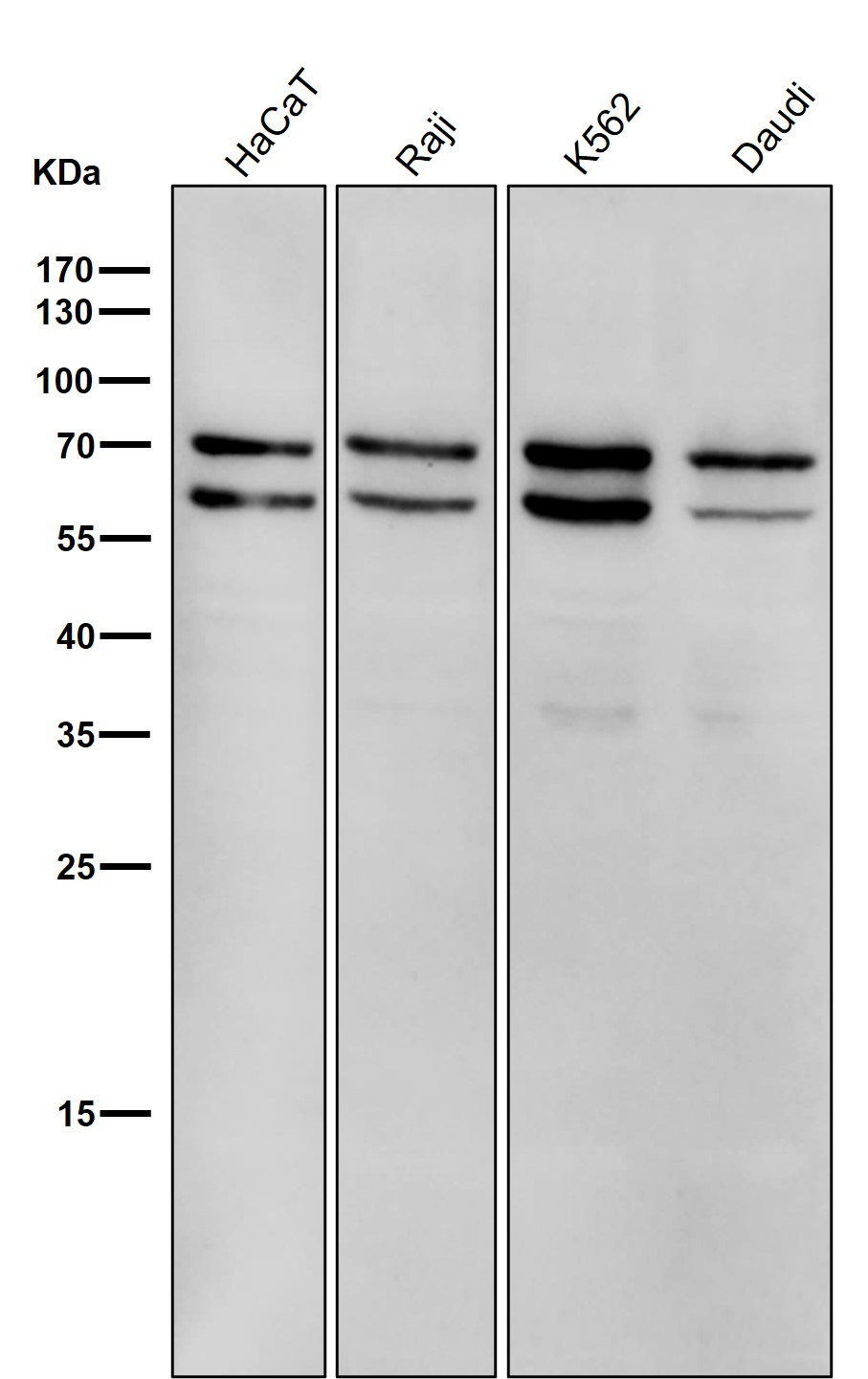 SHP2 Ab