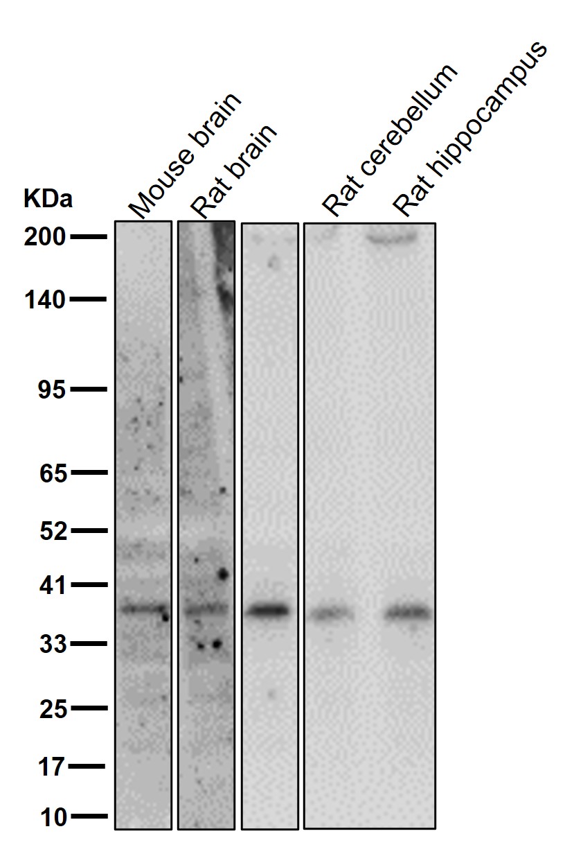 CD68 Ab