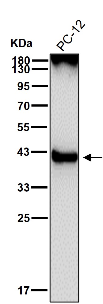 CD68 Ab
