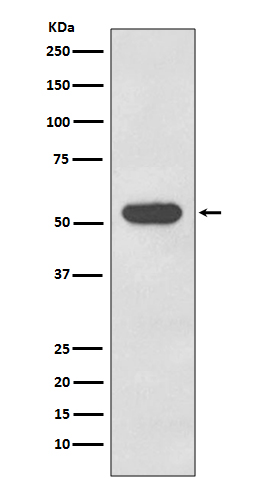 Cytokeratin 4 Ab