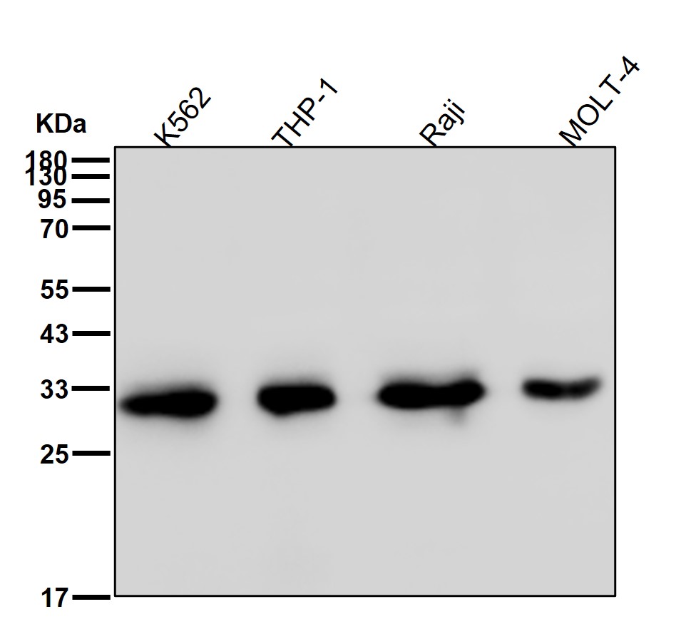 Bcl 10 Ab