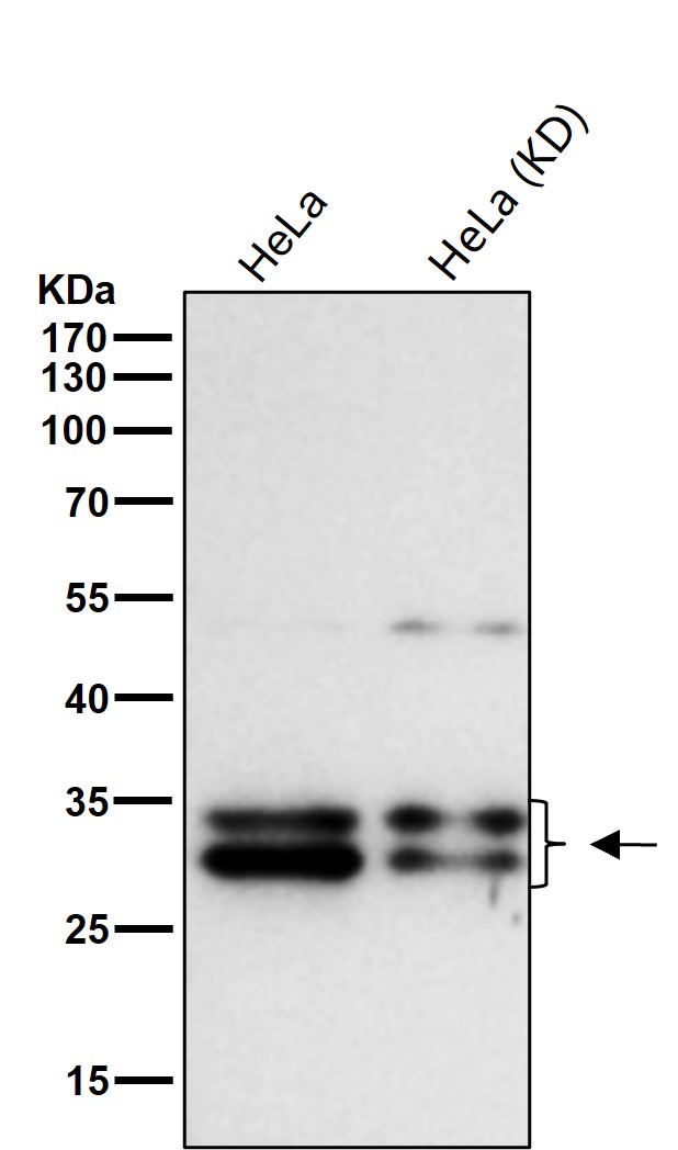 Cleaved-Caspase 3 p12 Ab