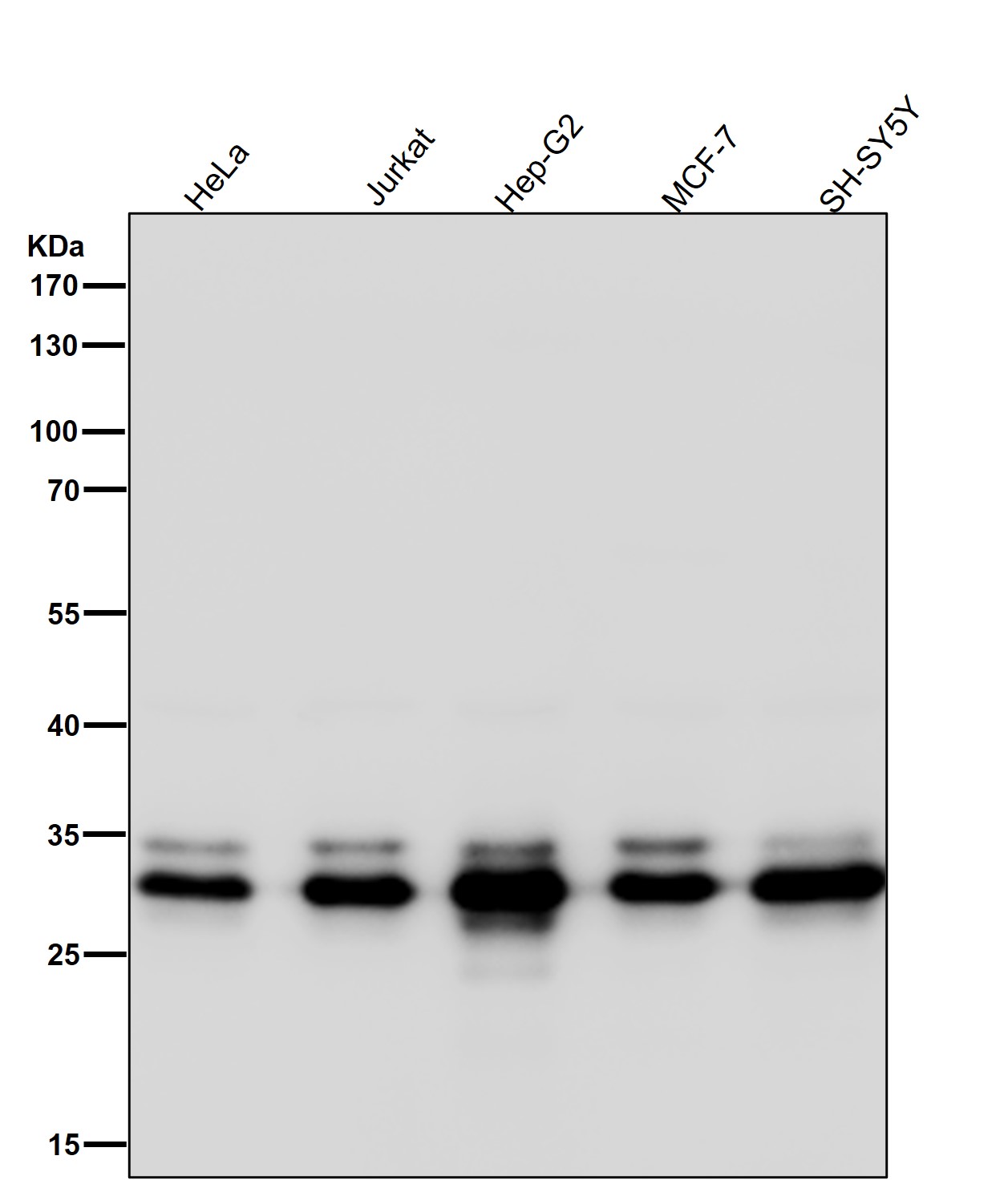 Cleaved-Caspase 3 p12 Ab