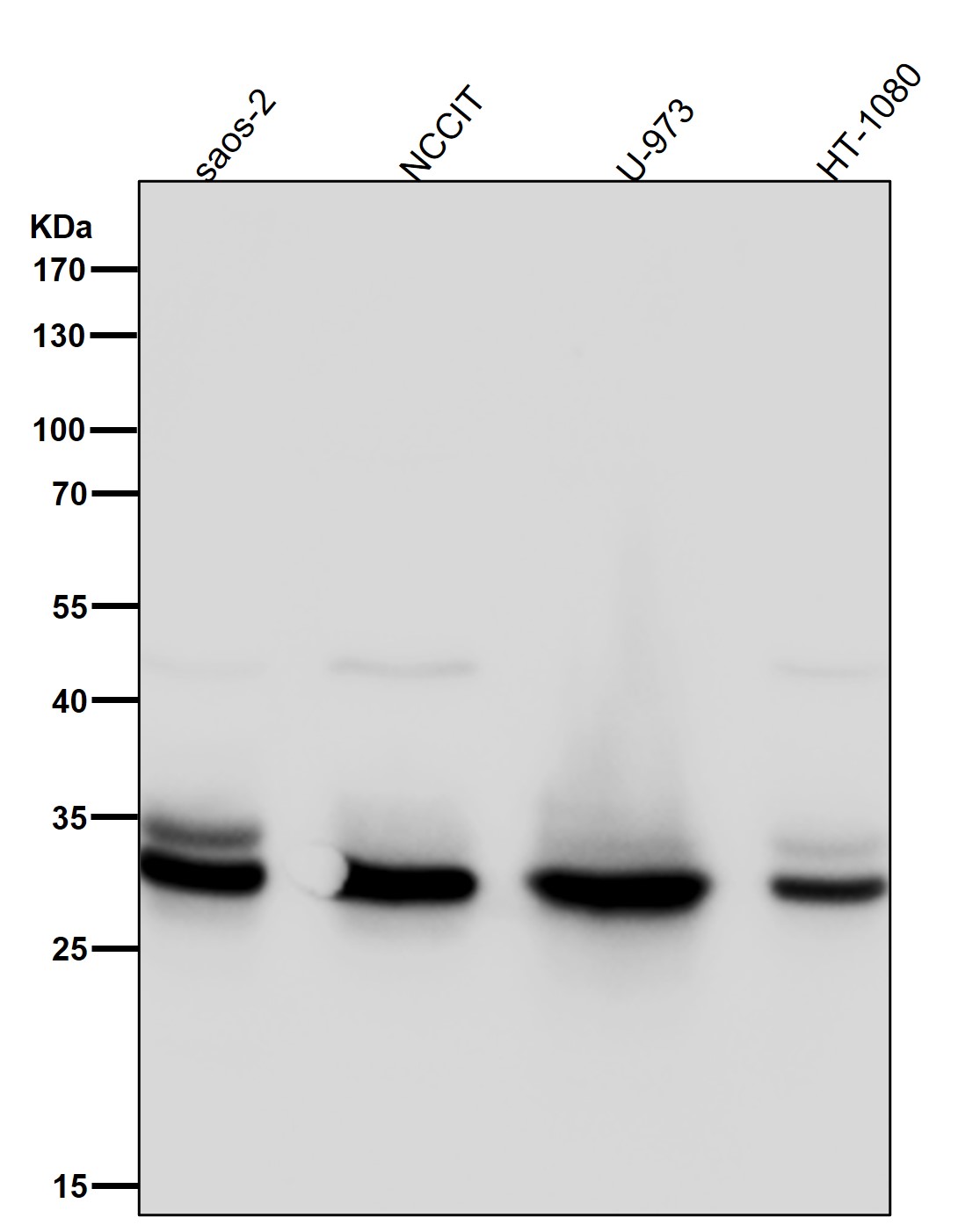 Cleaved-Caspase 3 p12 Ab