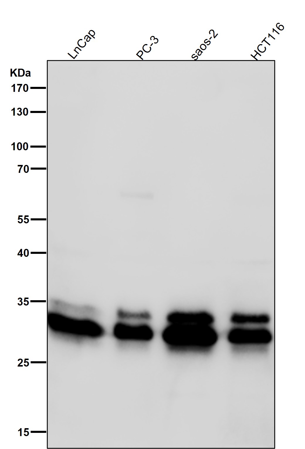 Cleaved-Caspase 3 p12 Ab