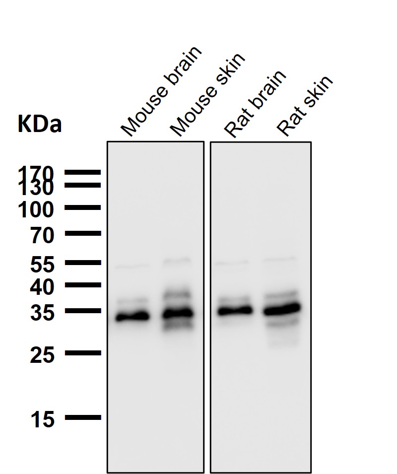 Cleaved-Caspase 3 p12 Ab