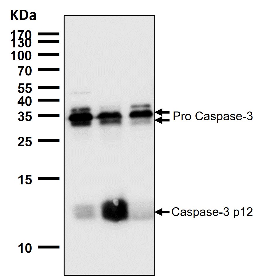 Cleaved-Caspase 3 p12 Ab