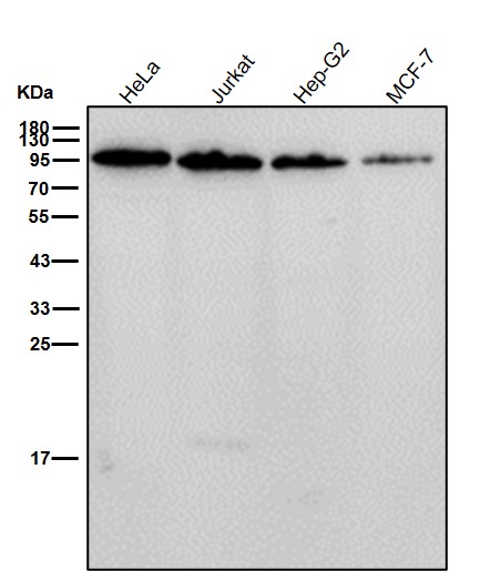 Glycogen synthase Ab