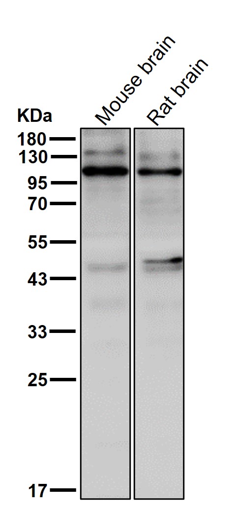 CD36 Ab