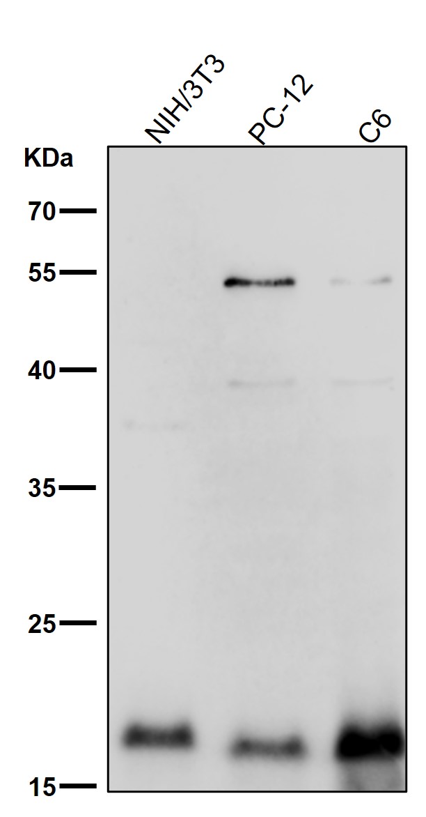 CD266 Ab
