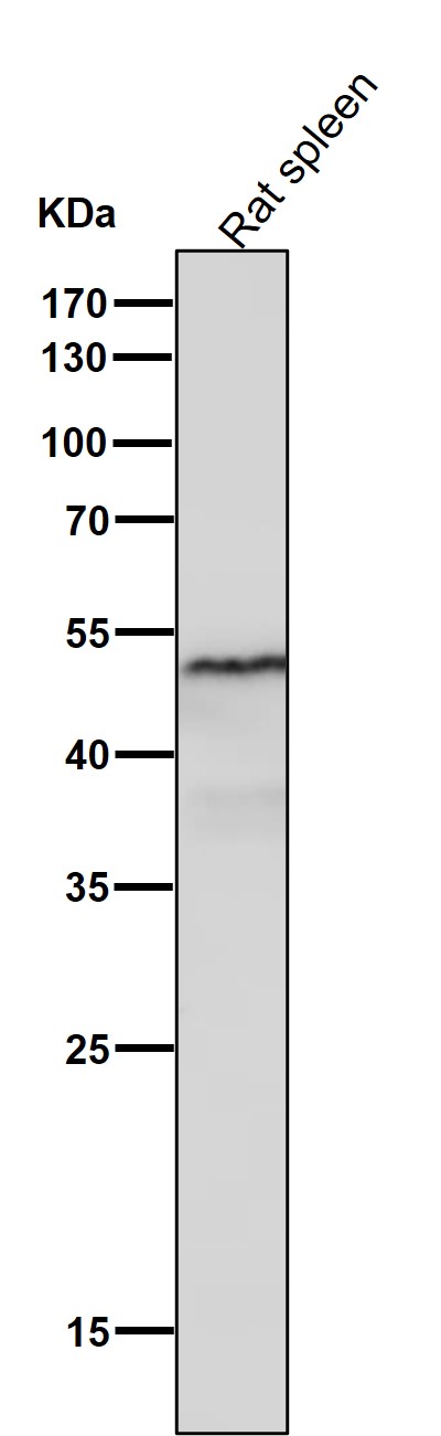 Tissue factor Ab