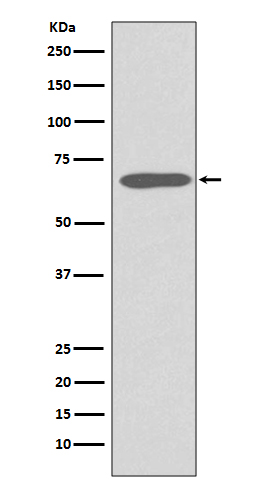 Cytokeratin 1 Ab