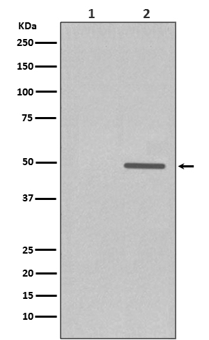 p-Cyclin E1 (T77) Ab