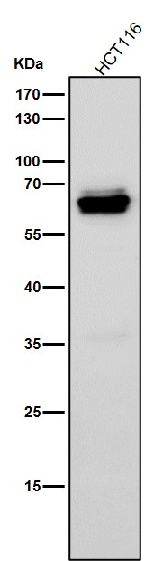 Interferon regulatory factor 5 Ab