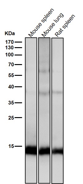 Histone H2B 1K Ab