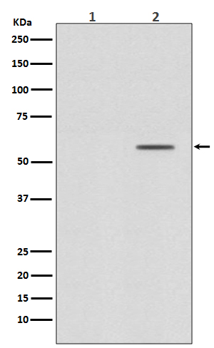 p-SMAD2 (S250) Ab
