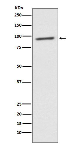 STAT2 Ab