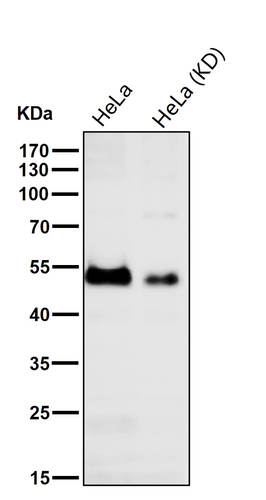 SMAD1 Ab