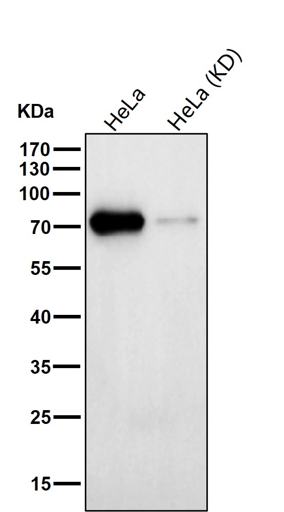 STAT5A/B Ab