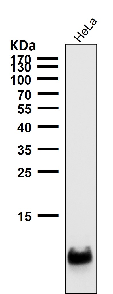Histone H4 Ab