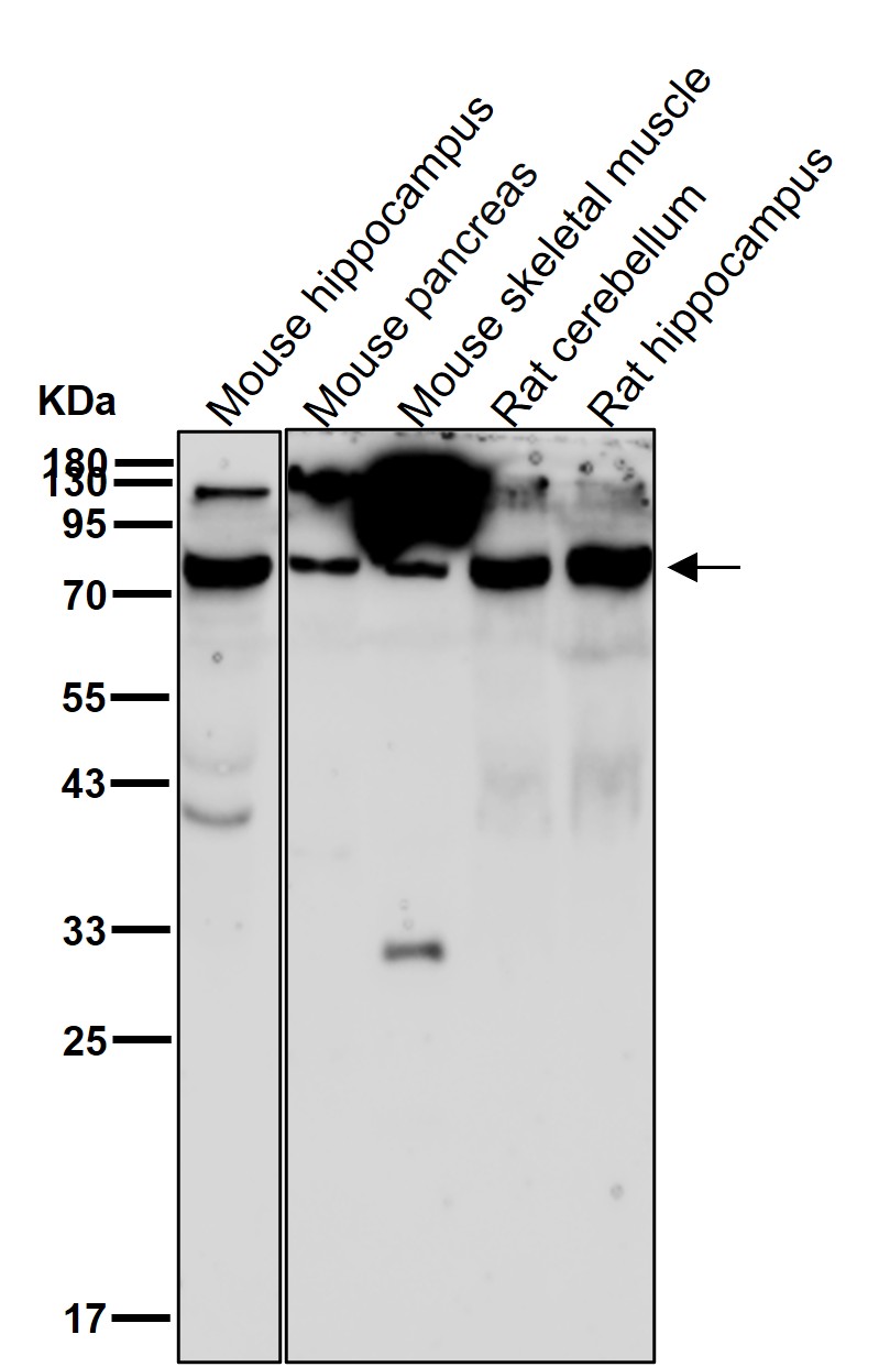 HDAC10 Ab