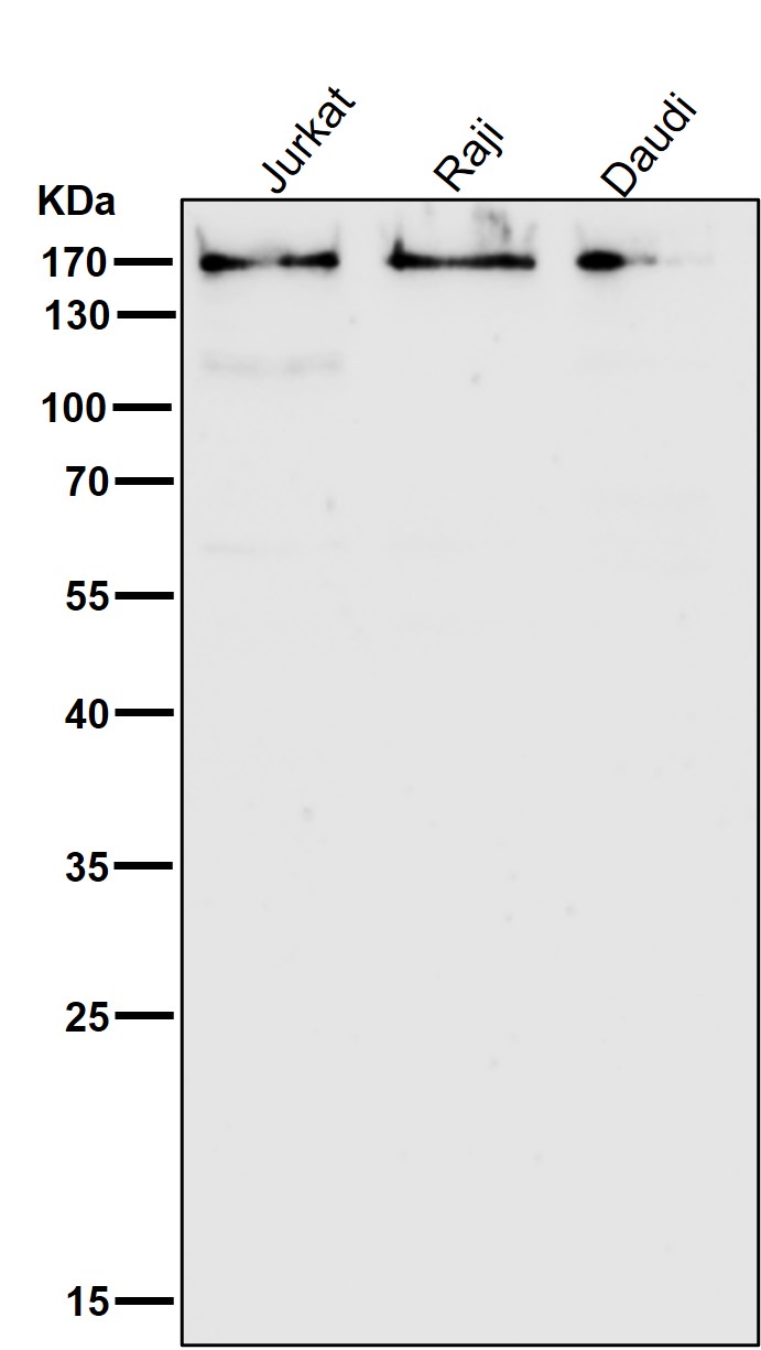 HDAC6 Ab