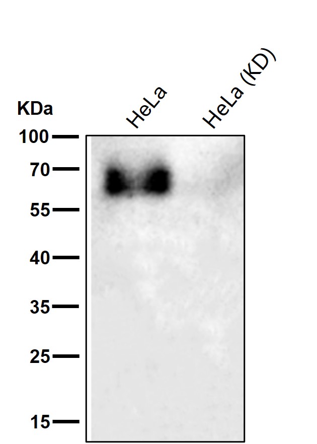 p-Paxillin (Y118) Ab