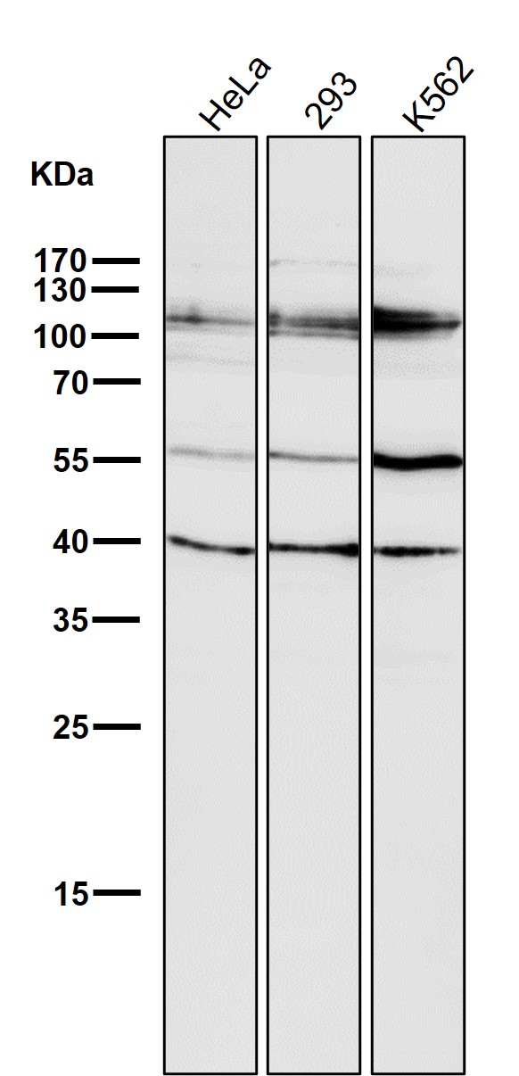 HDAC7 Ab
