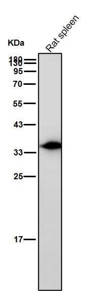 AMPK beta 1 Ab