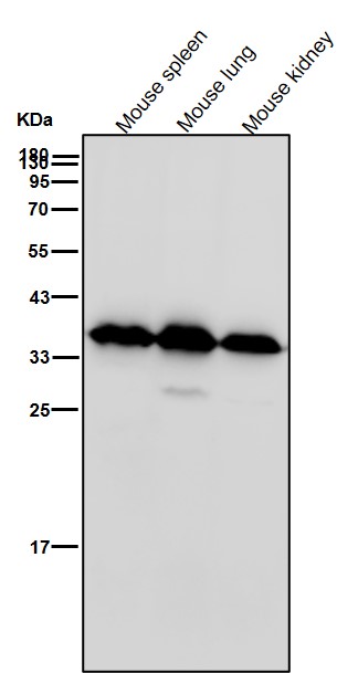 AMPK beta 1 Ab