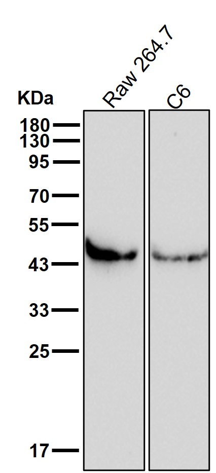 HDAC8 Ab