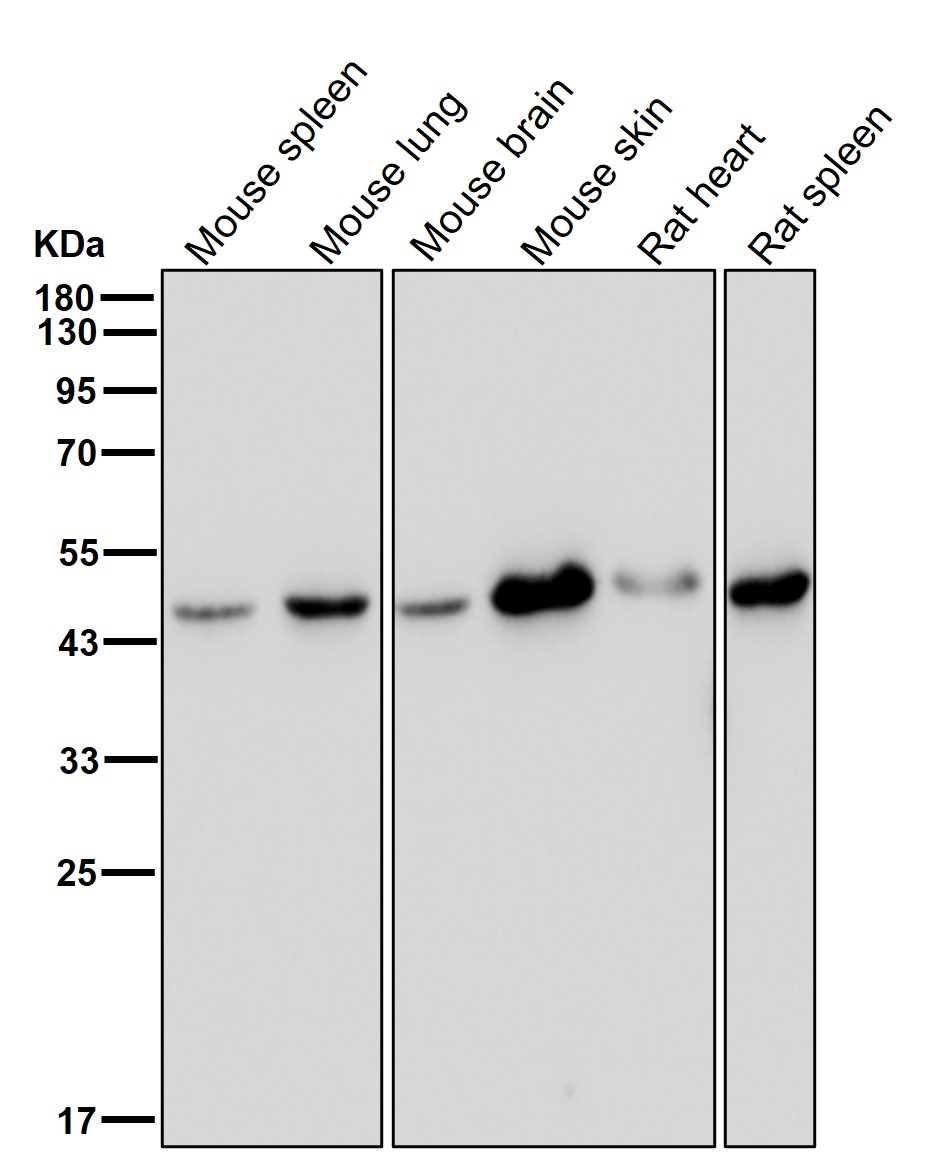HDAC8 Ab