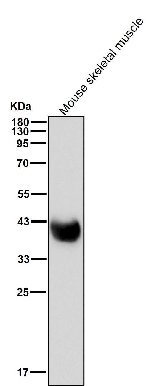 HDAC8 Ab